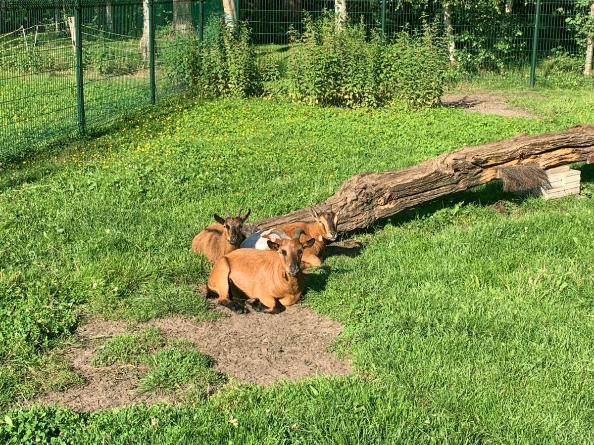 Het Achterhuis - Buitenplaats Ruitenveen, privé! Nieuwleusen Esterno foto